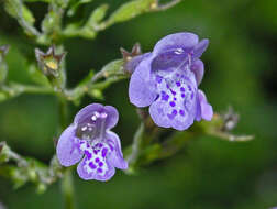 Image of ascending wild basil