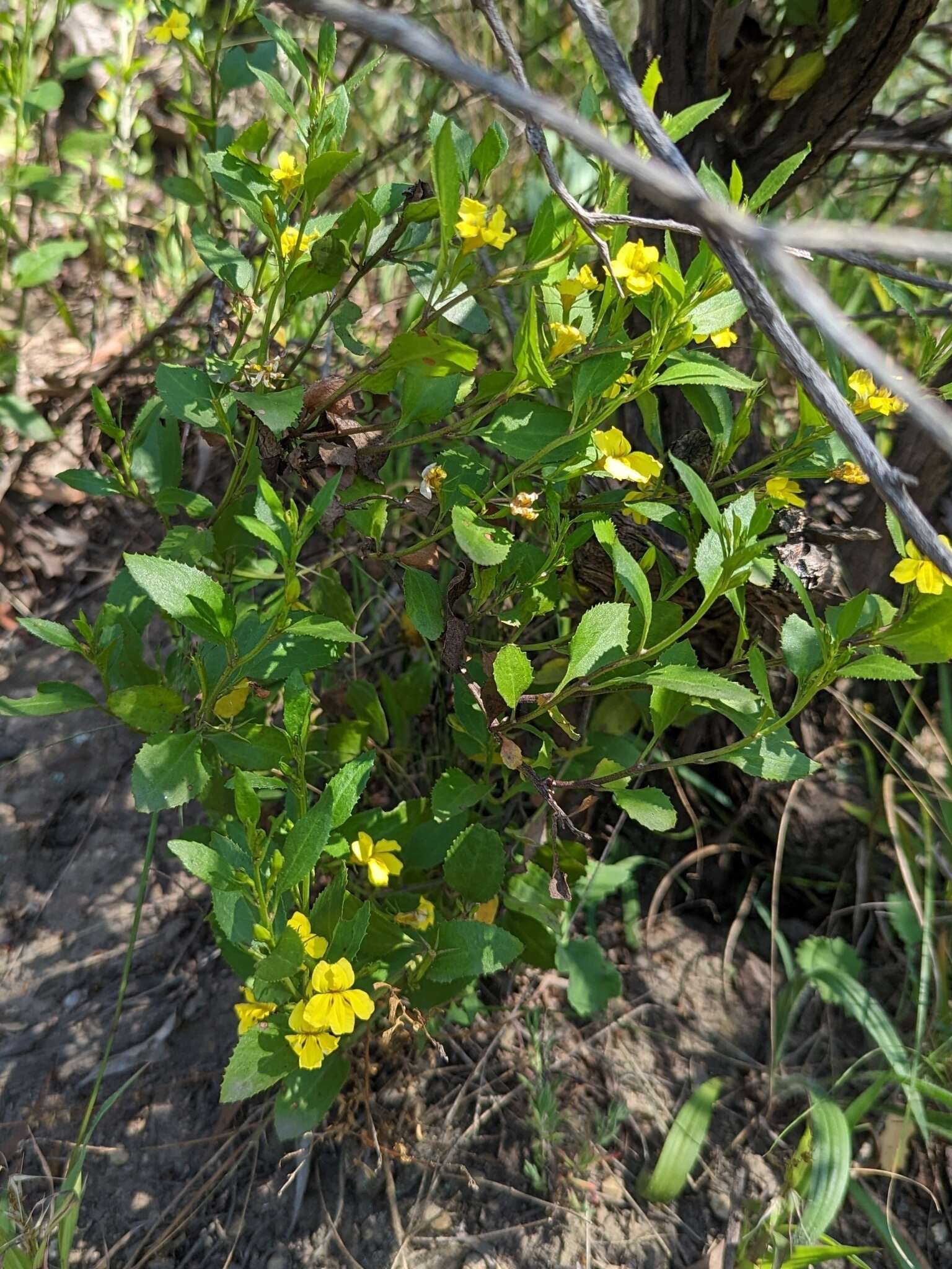 Image of Hop Goodenia