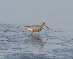 Image of Spotted Redshank