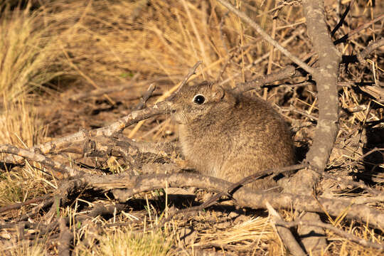 Image of Microcavia H. Gervais & Ameghino 1880