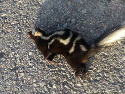 Image of Southern Spotted Skunk