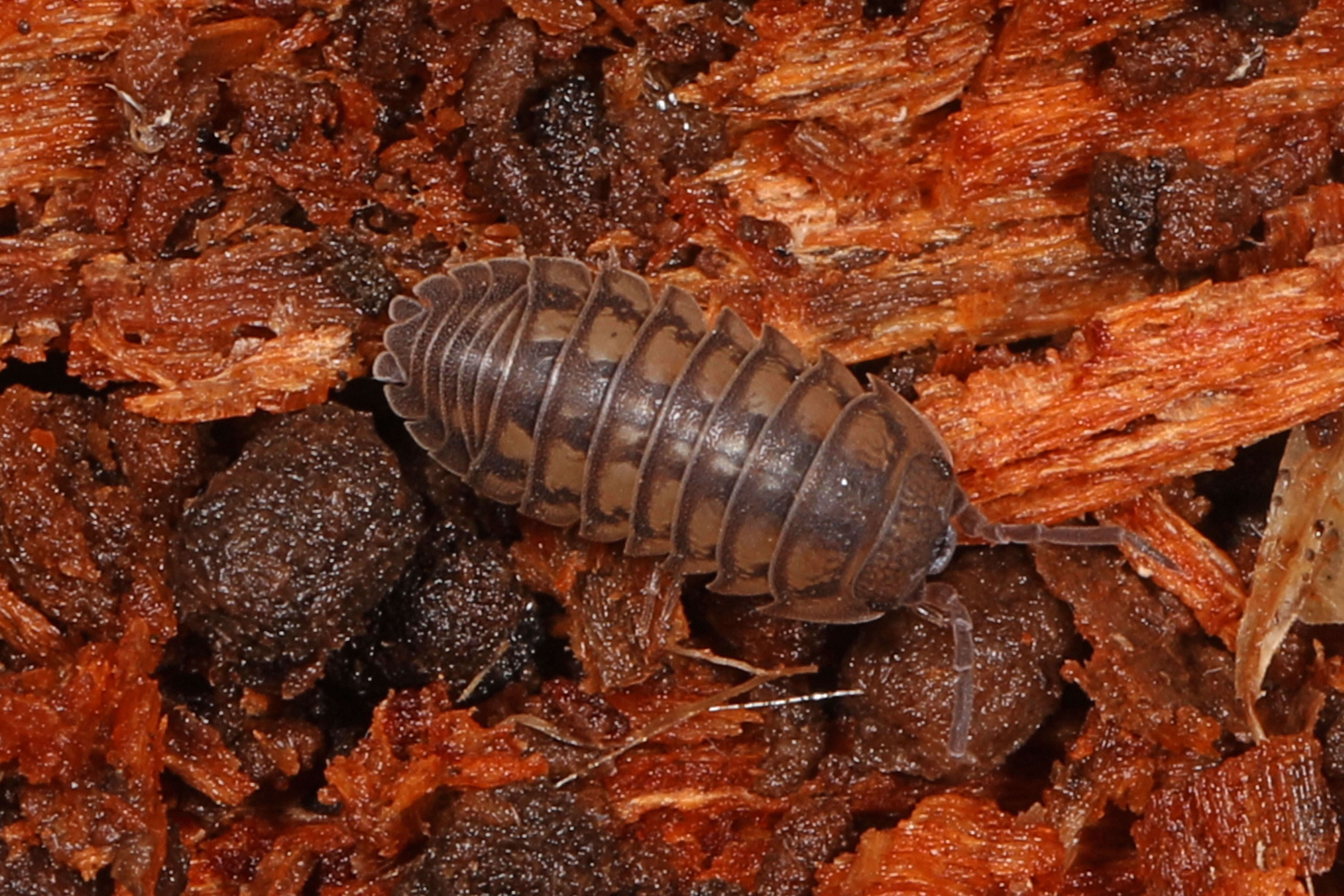 Image of Isopod