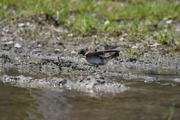 Image of American Cliff Swallow