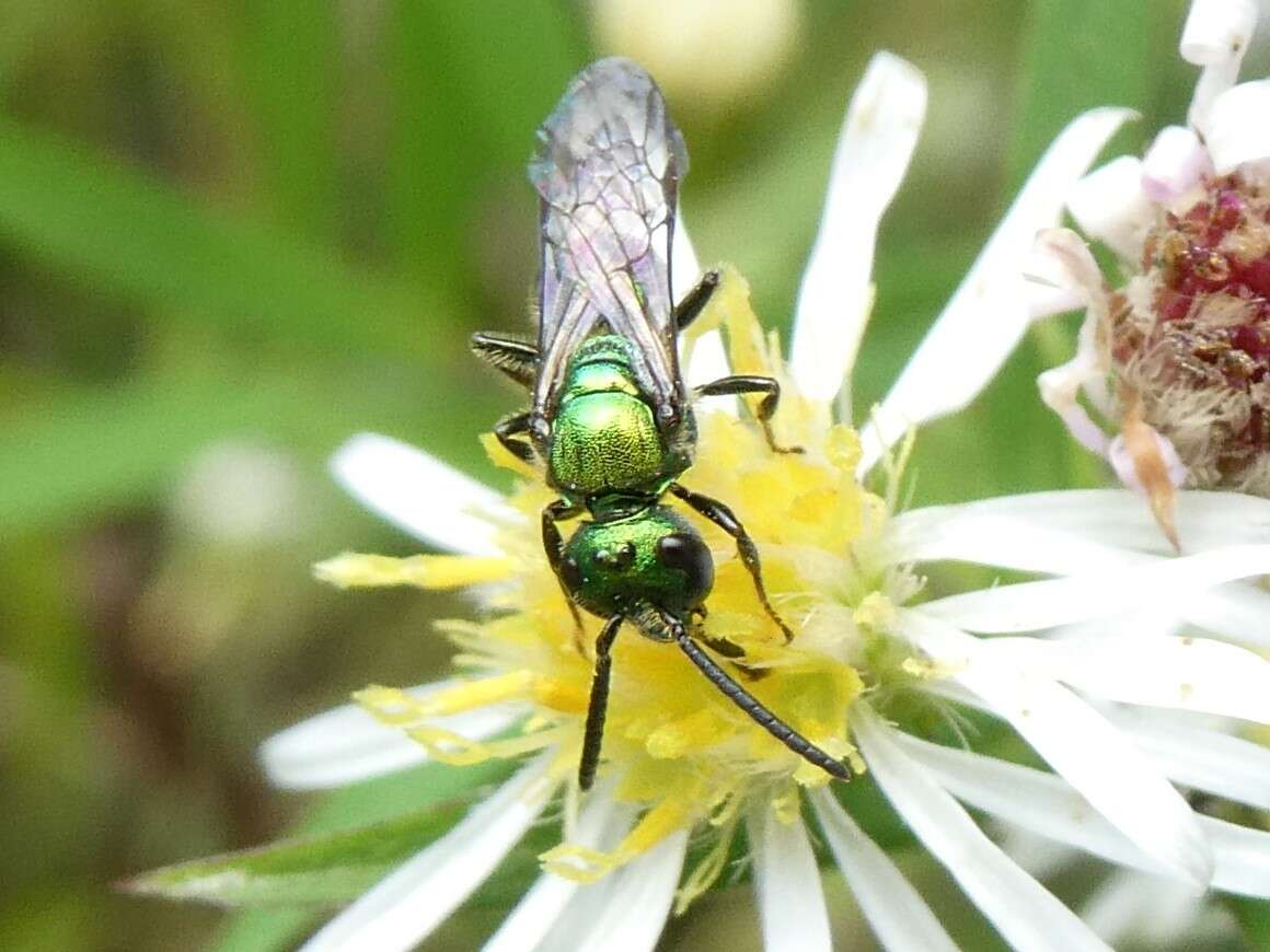 Image of Pure Green Augochlora