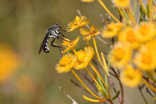 Image of robber flies