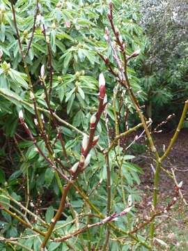 Salix moupinensis Franch. resmi