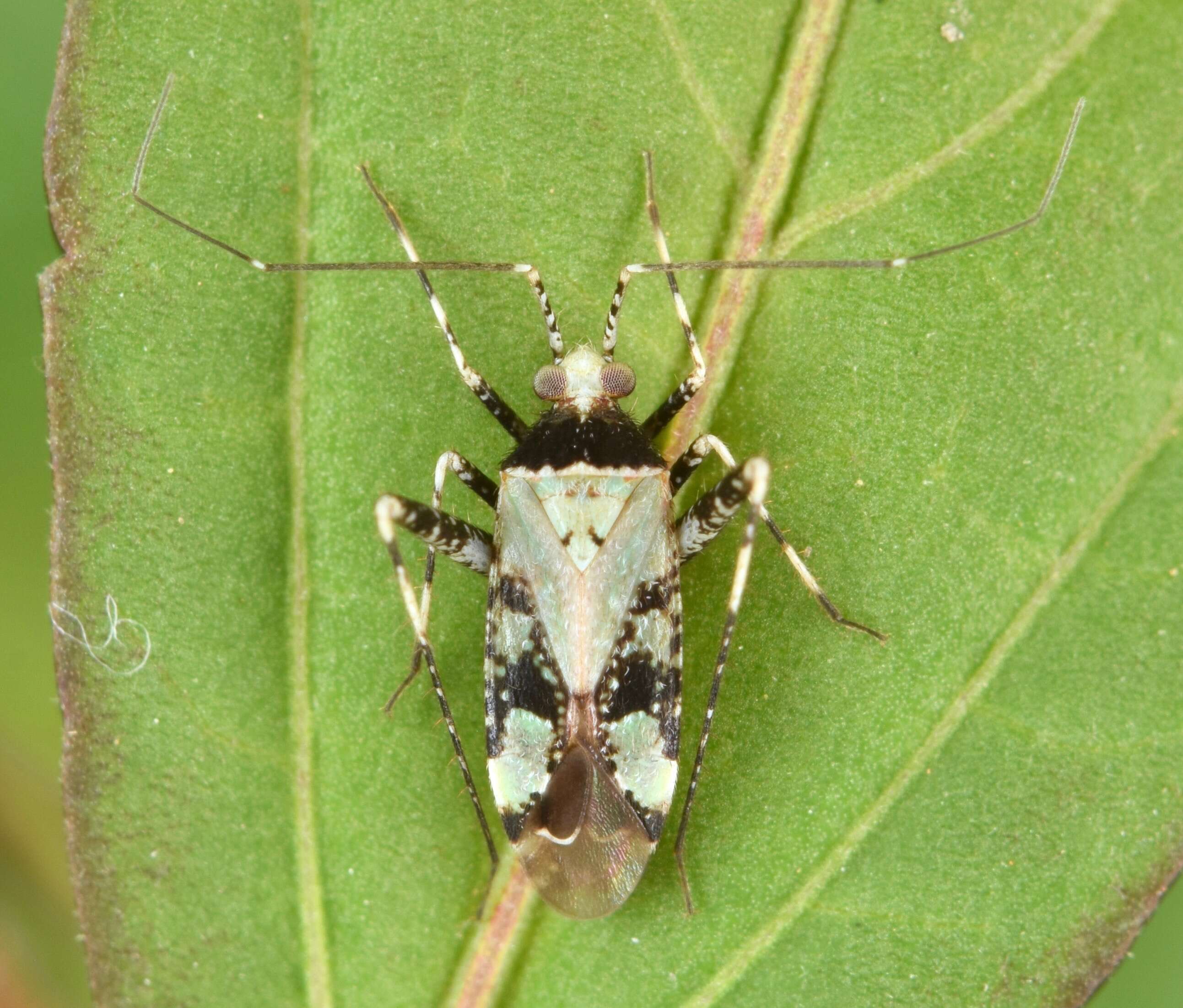 Image of Phytocoris