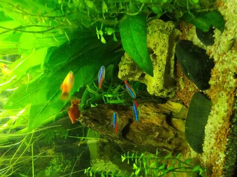 Image of Neon tetra