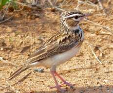 Image of Sabota Lark