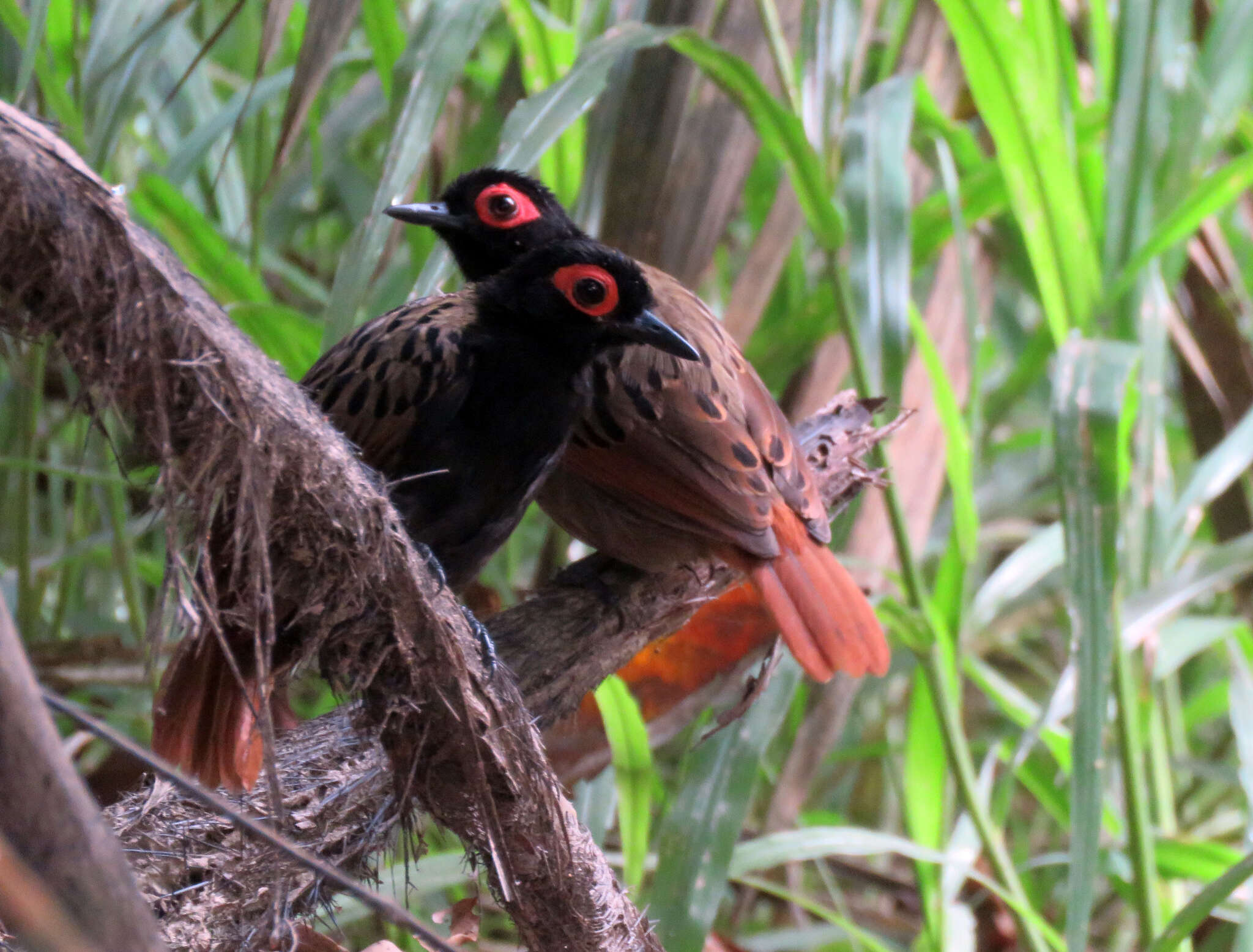 Image of Black-spotted Bare-eye