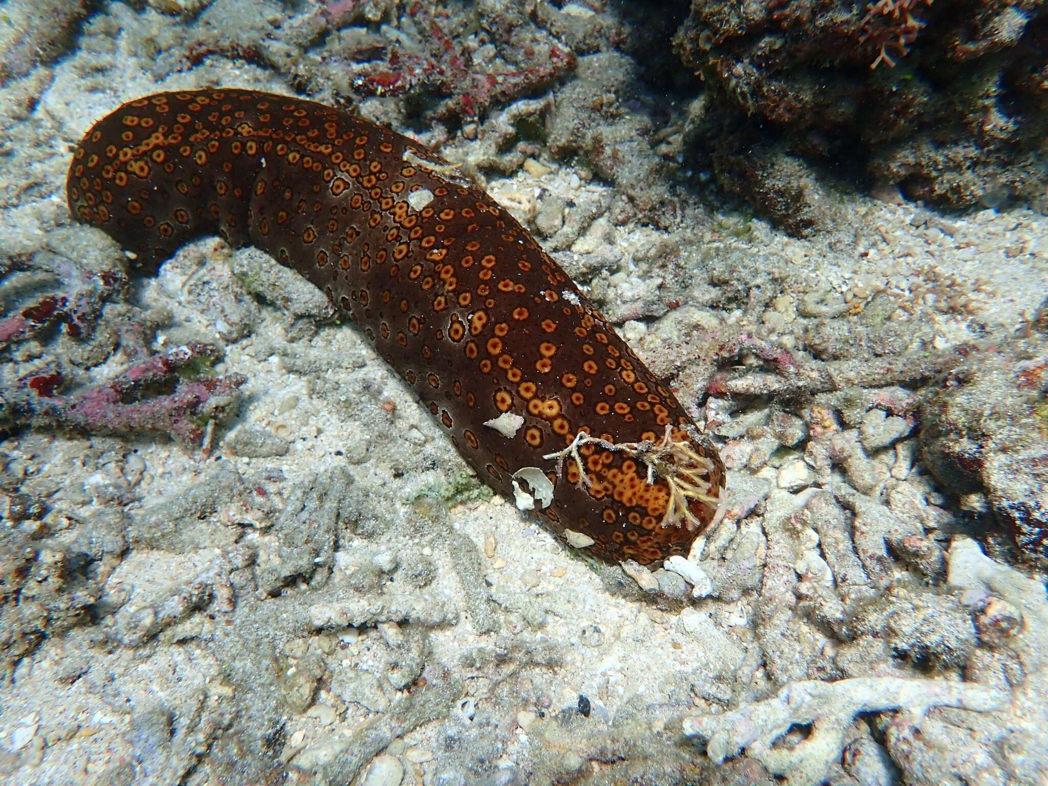 Image of Leopardfish