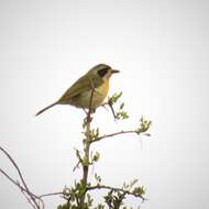 Image of Olive Bushshrike