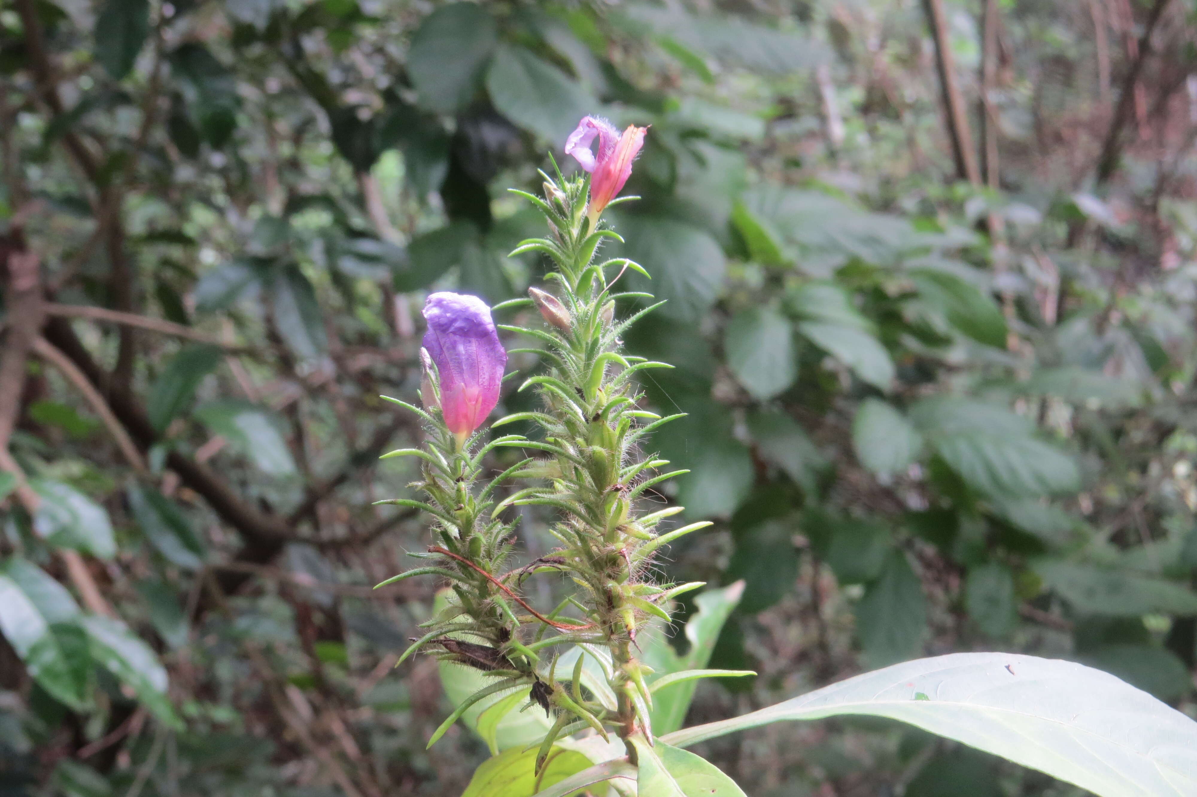 Strobilanthes integrifolius (Dalz.) Kuntze resmi