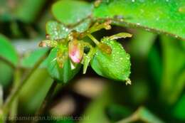 Imagem de Oxalis barrelieri L.