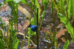 Image of Indigo Bunting