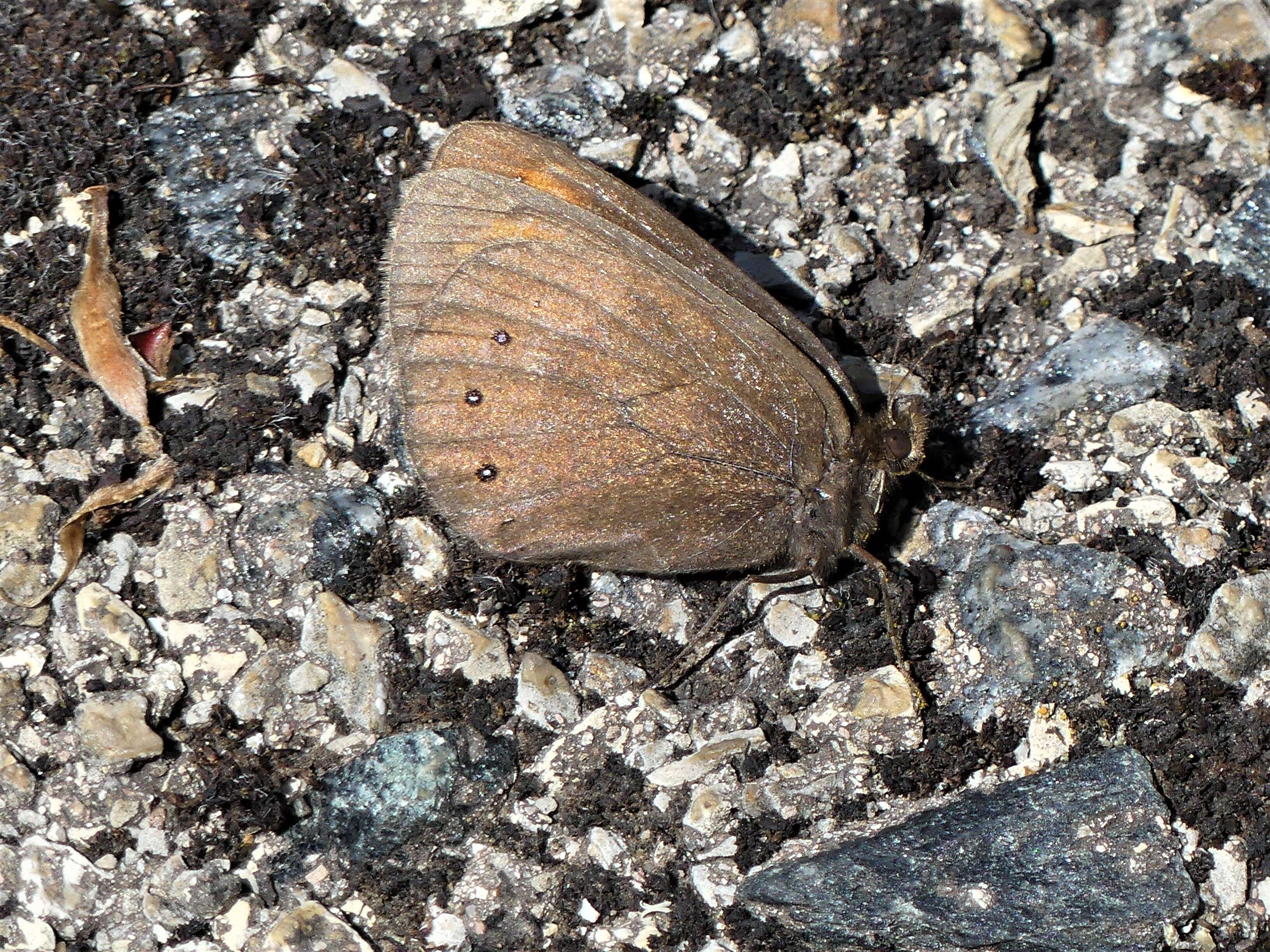 Image of Piedmont Ringlet