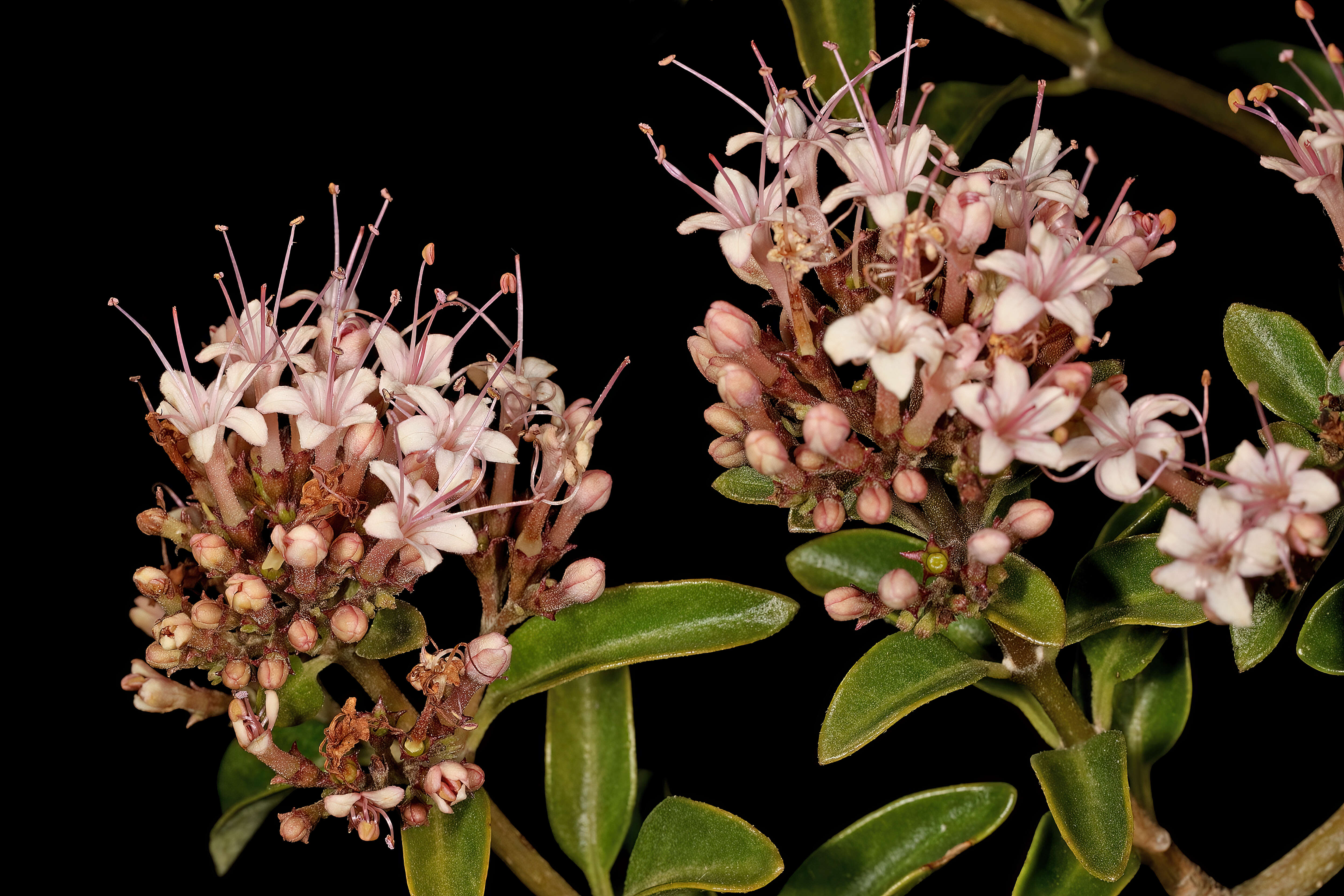 Imagem de Volkameria glabra (E. Mey.) Mabb. & Y. W. Yuan