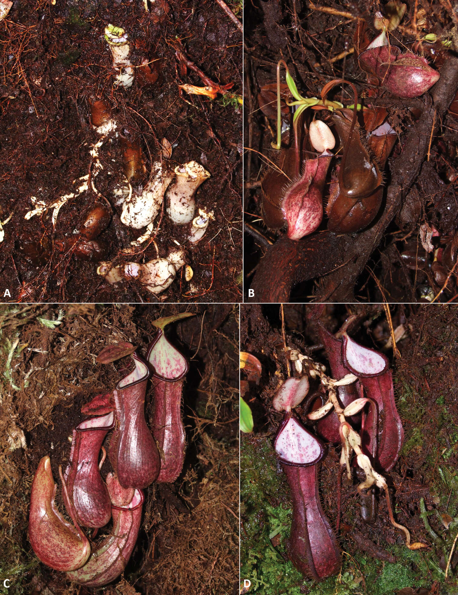 Image of Nepenthes pudica