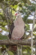 Image of Pink Pigeon