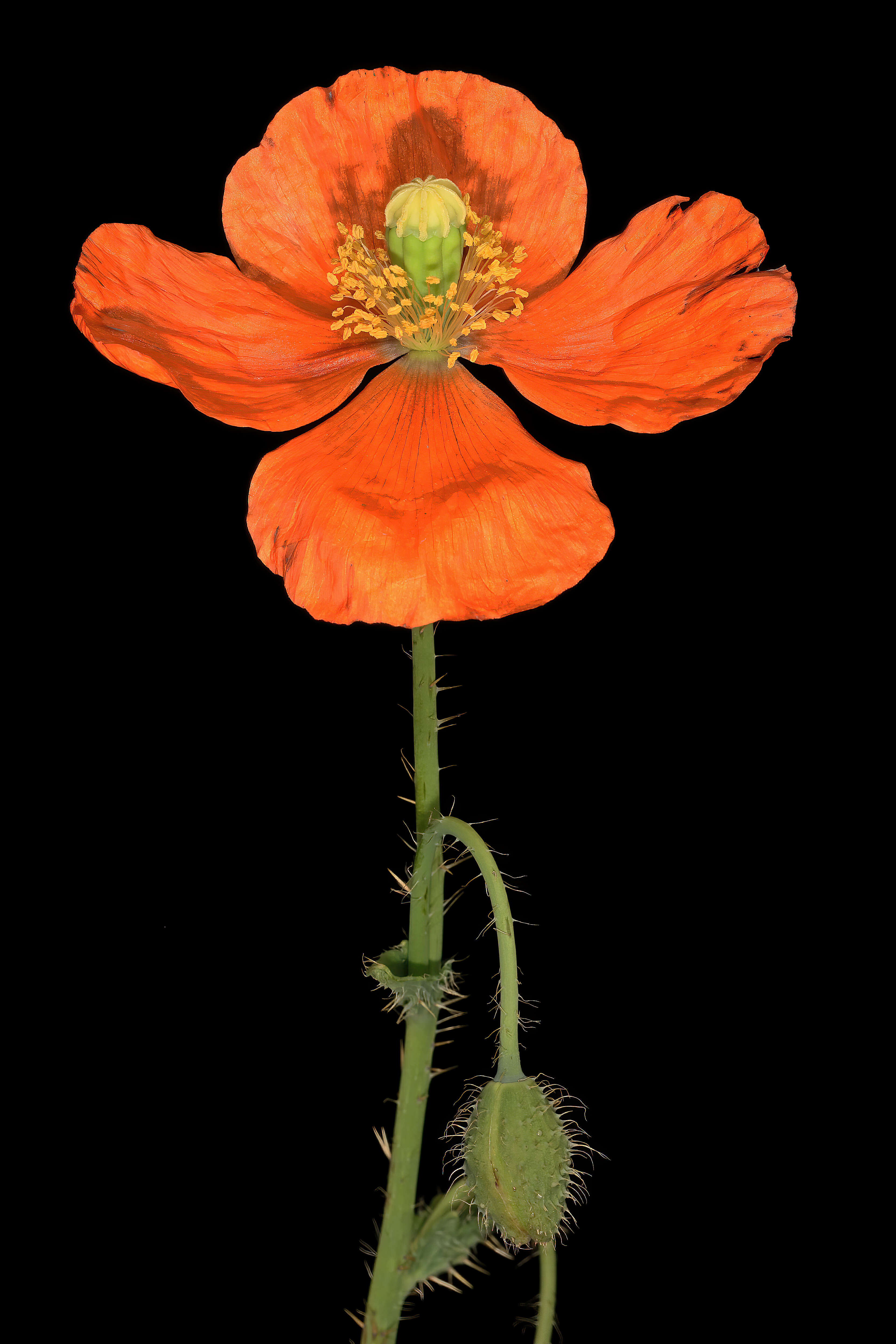 Image of Orange poppy