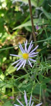 Image of Symphyotrichum kentuckiense