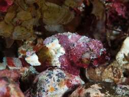 Image of Sculpin scorpionfish