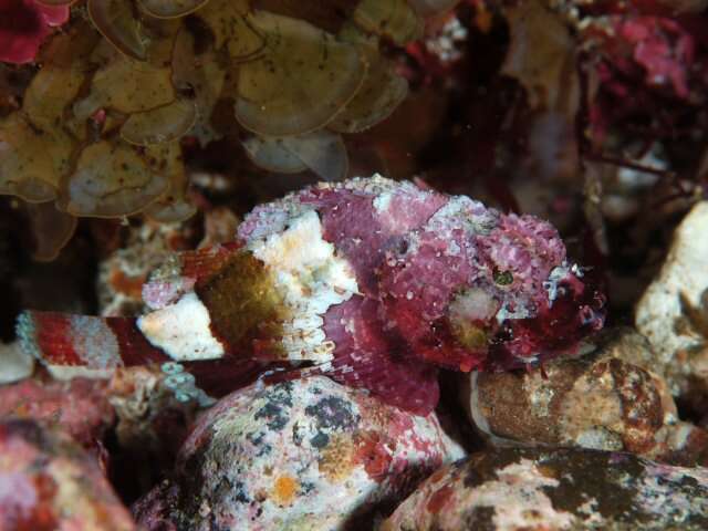 Image of Sculpin scorpionfish