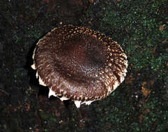 Image of Lentinula novae-zelandiae (G. Stev.) Pegler 1983