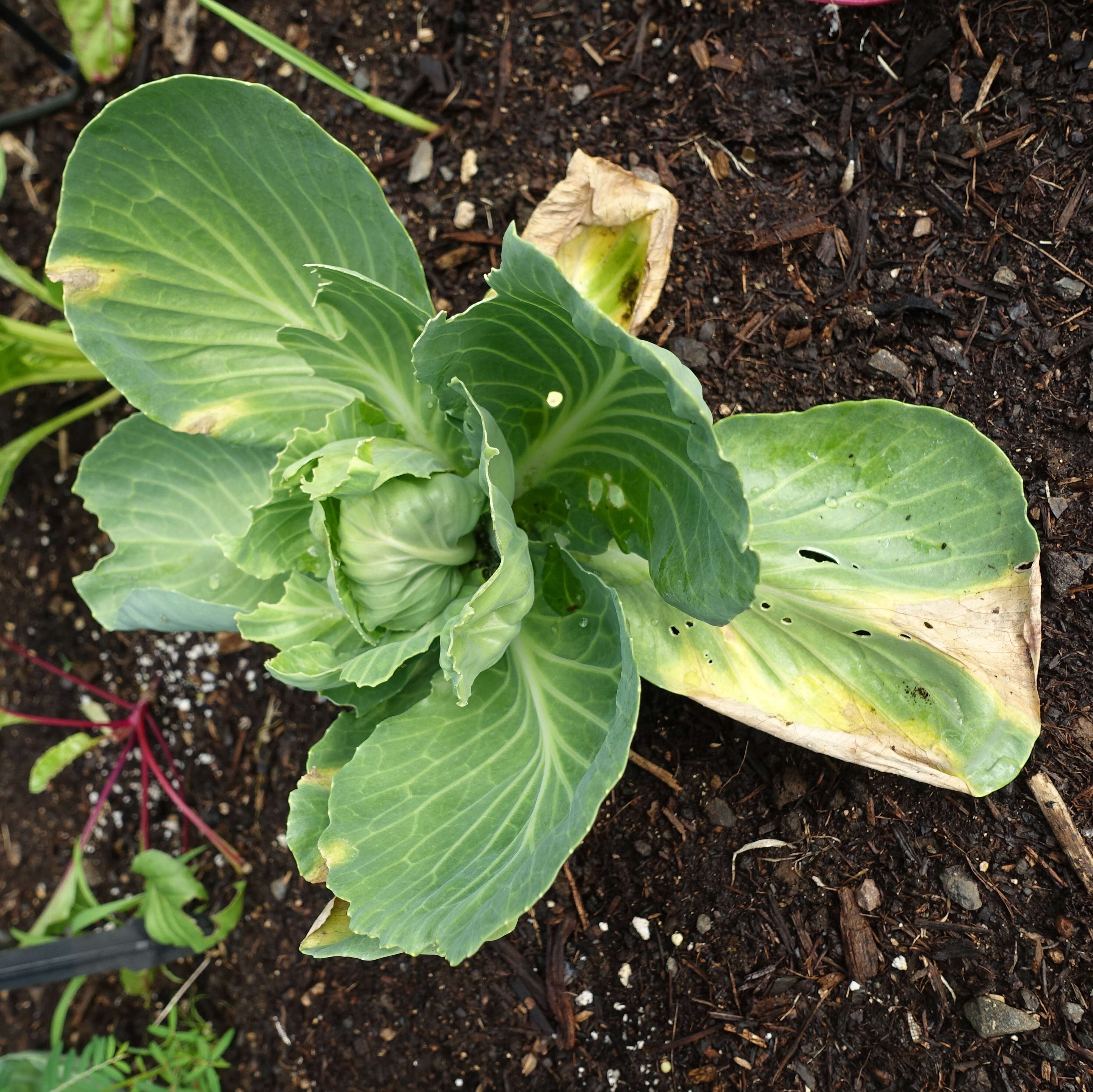 Image of white cabbage