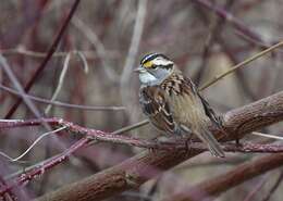 Image of White-throated Sparrow