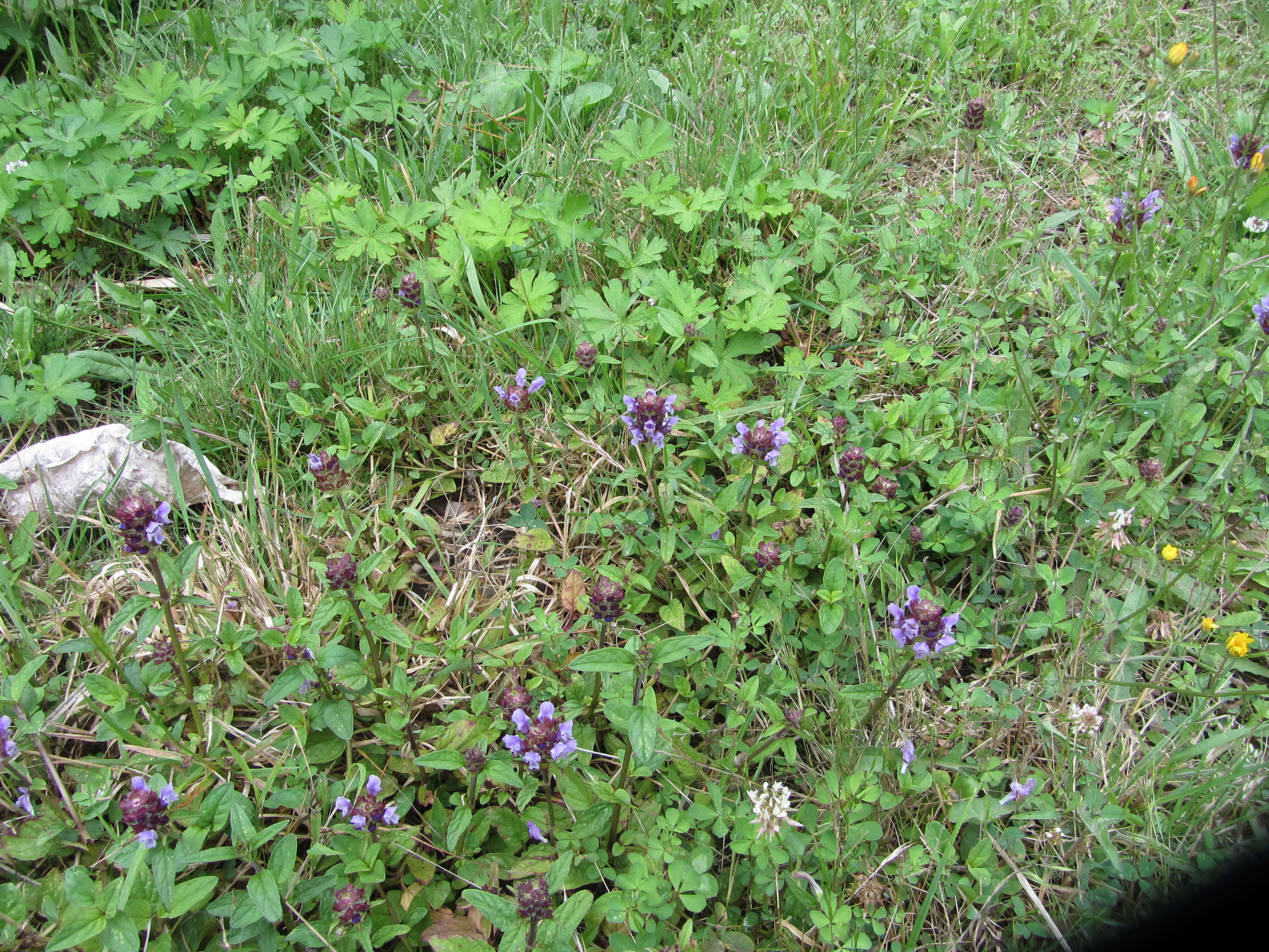 Image of common selfheal