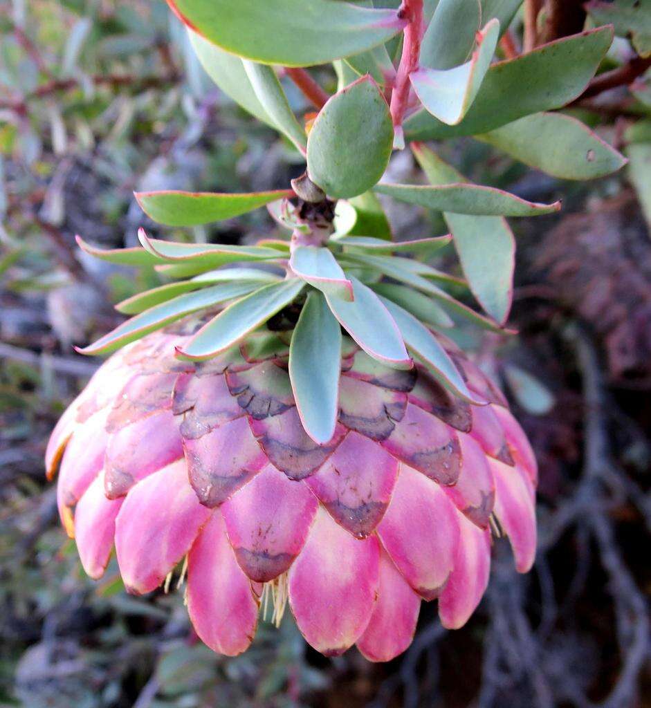 Image of Protea sulphurea Phillips