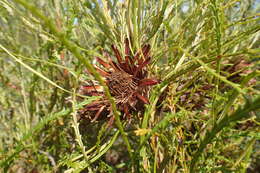 Image de Banksia tenuis A. R. Mast & K. R. Thiele