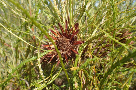 Image of Banksia tenuis A. R. Mast & K. R. Thiele