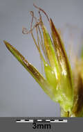 Image of Flat-sedge