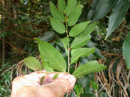 Image of Weeping Cleistanthus