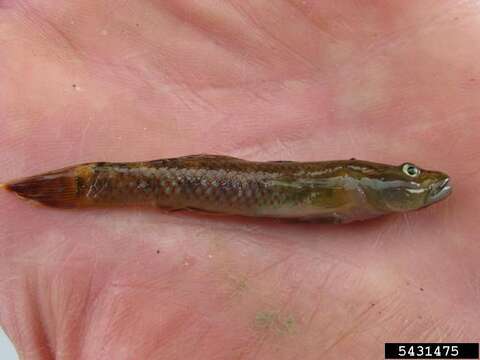 Image of Amur Goby