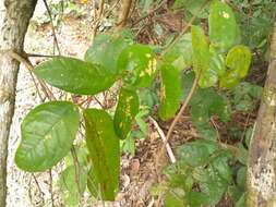 Imagem de Palmeria scandens F. Müll.