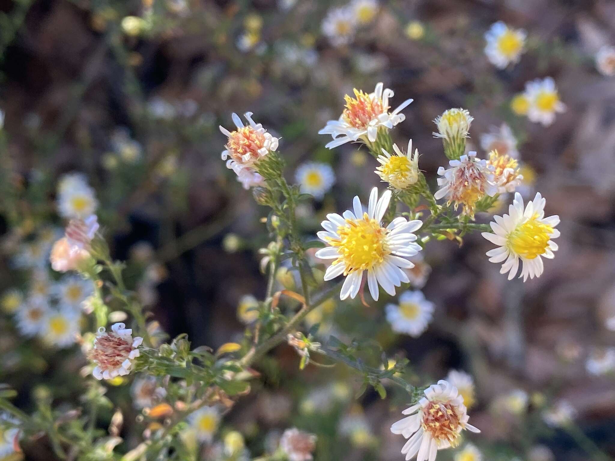 Image of smallhead aster