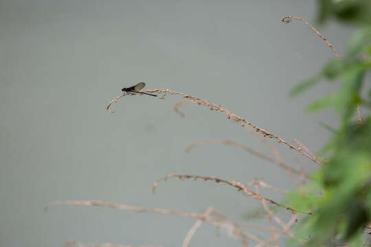 Image of Smoky Rubyspot