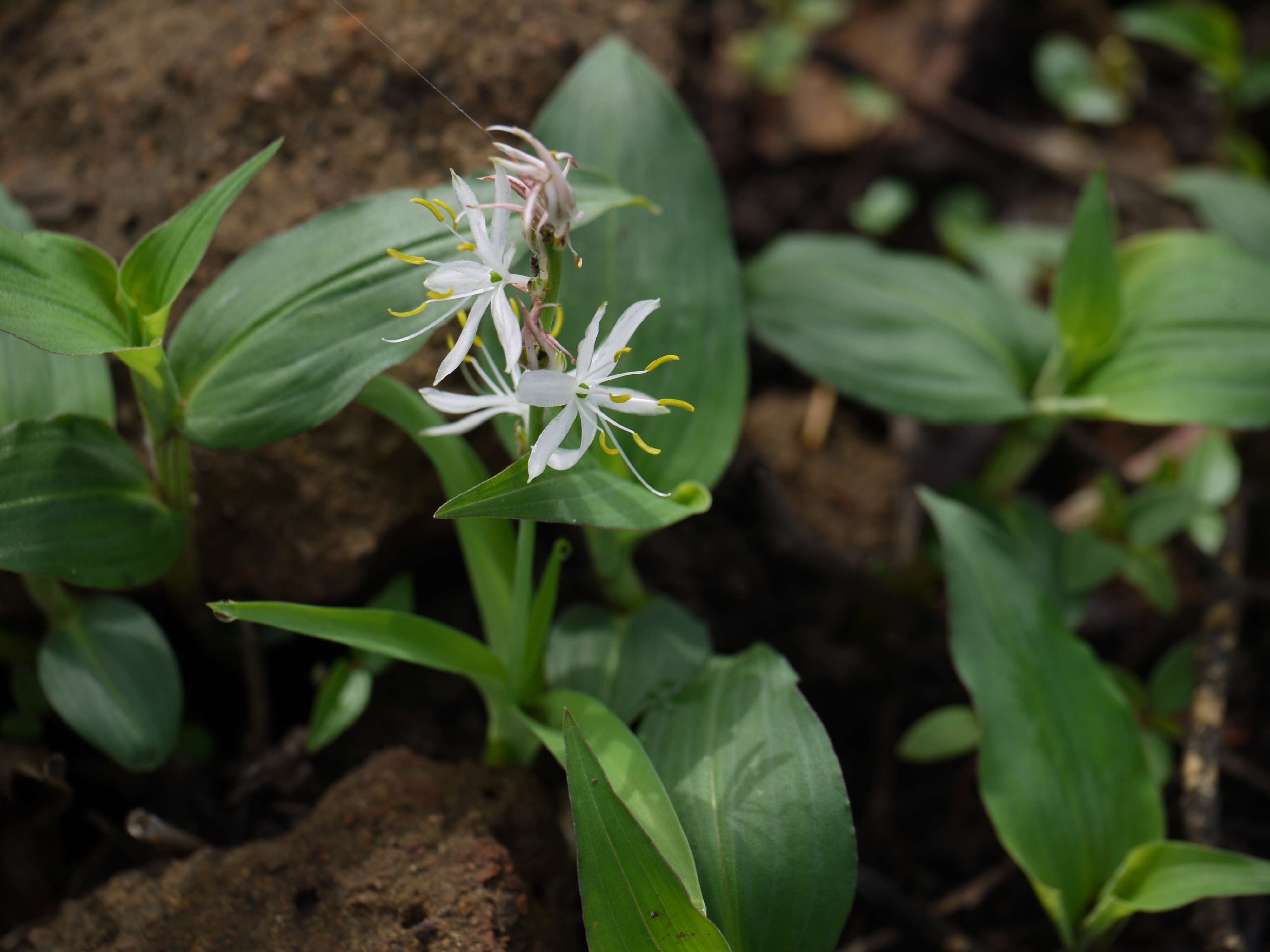 Image of Chlorophytum borivilianum Santapau & R. R. Fern.