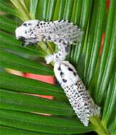 Image of leopard moth