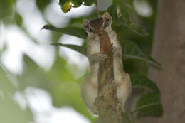 Image of Funambulus subgen. Prasadsciurus Moore & Tate 1965