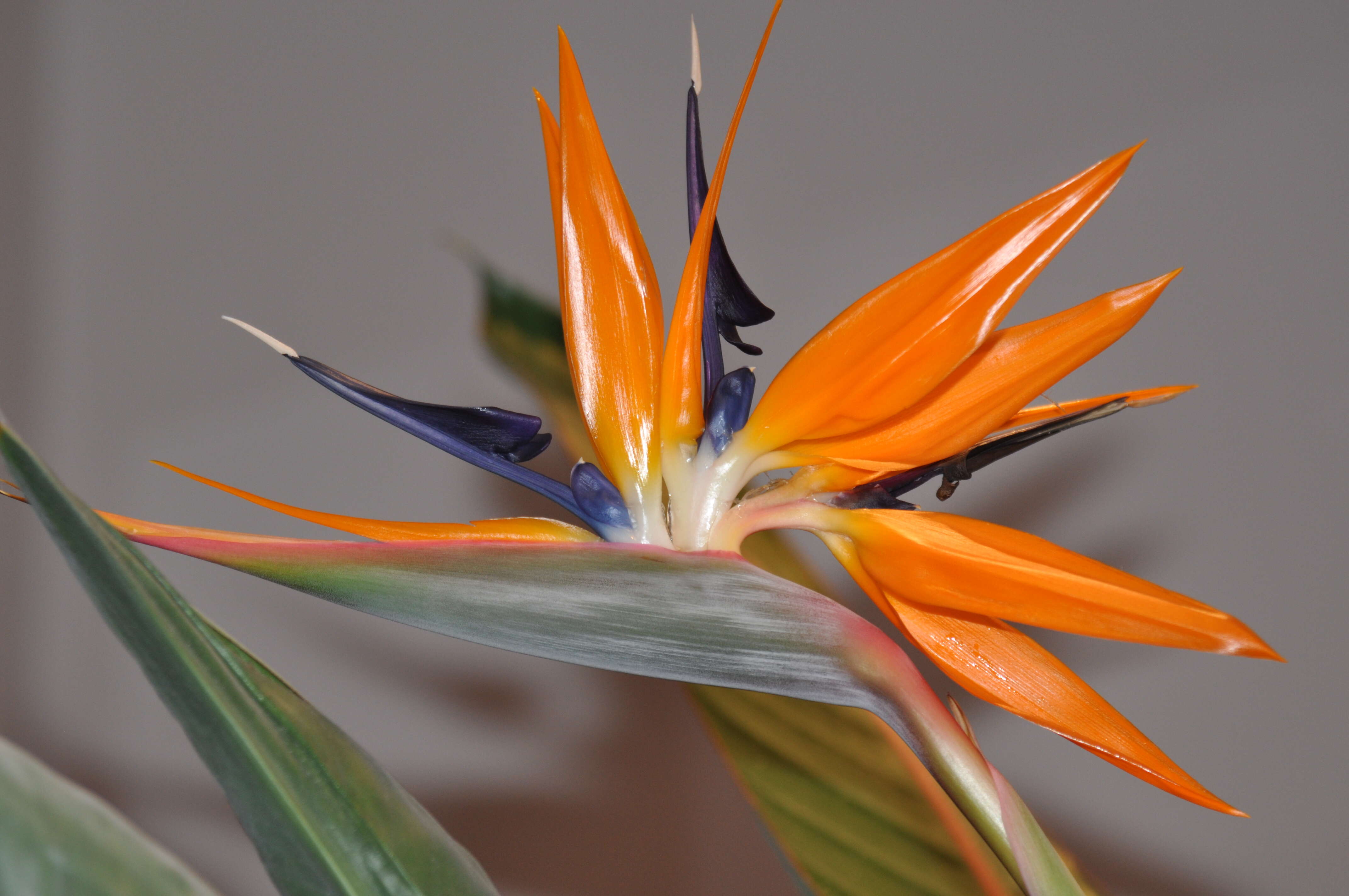 Image of Bird of paradise plant