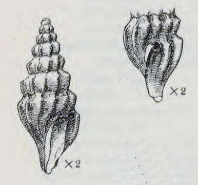 Слика од Inodrillia amblytera (Bush 1893)