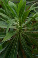 Image of Limonium dendroides Svent.