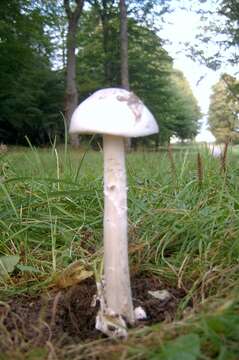 Image of Amanita arctica Bas, Knudsen & T. Borgen 1987