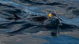 Image of King Penguin