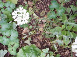 Orlaya grandiflora (L.) Hoffm. resmi