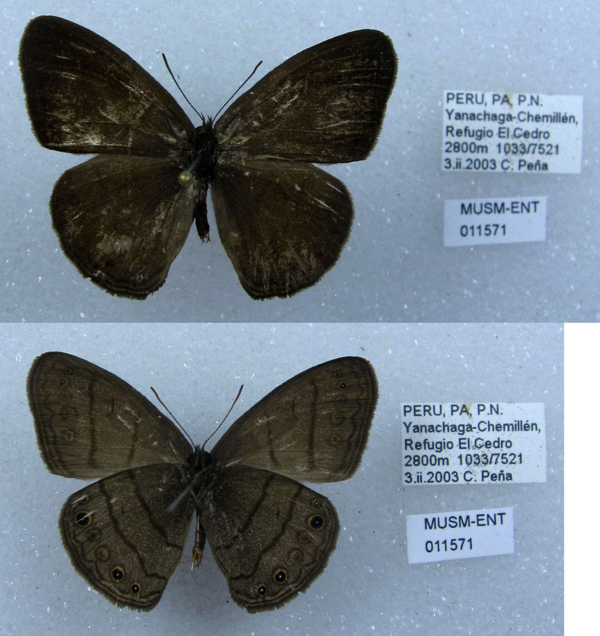 Image of Euptychia gisella Hayward 1957